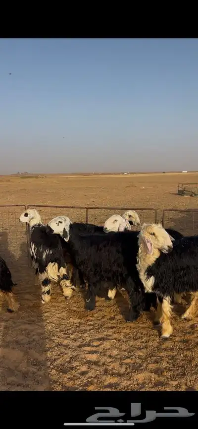 رخال نجد 2