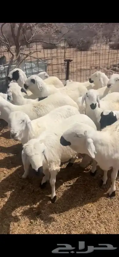 سواكن مرابي شبيه الحري 3