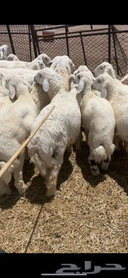 بهم حري فاخر 4