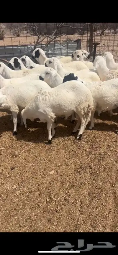 سواكن مرابي شبيه الحري 2