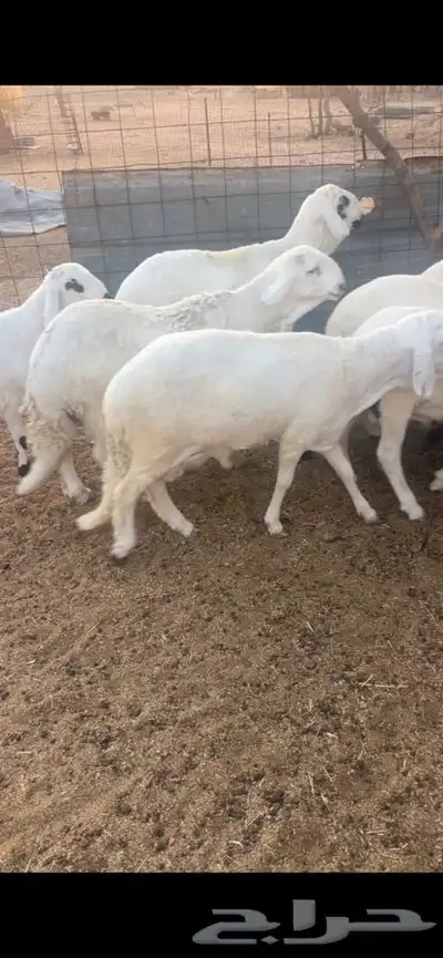 سواكن مرابي شبيه الحري 4