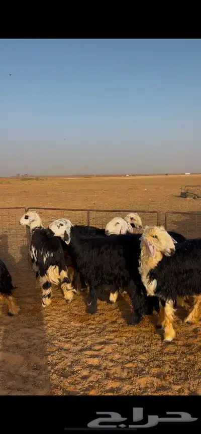 رخال نجد 1