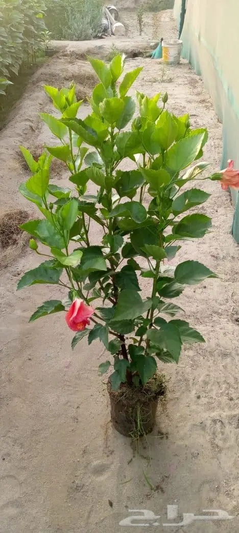 شتلات وأشجار بأسعار الجملة كميات مفتوحة 0