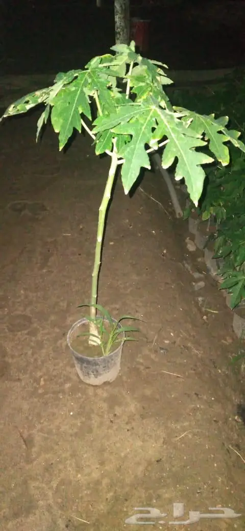 شتلات وأشجار بأسعار الجملة كميات مفتوحة 5