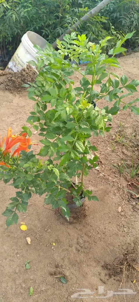 شتلات وأشجار بأسعار الجملة كميات مفتوحة 13