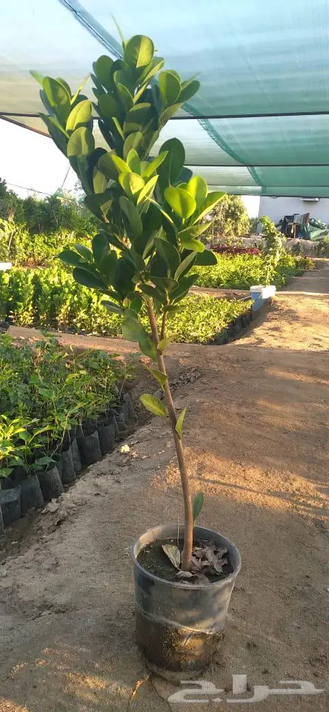 شتلات وأشجار بأسعار الجملة كميات مفتوحة 4