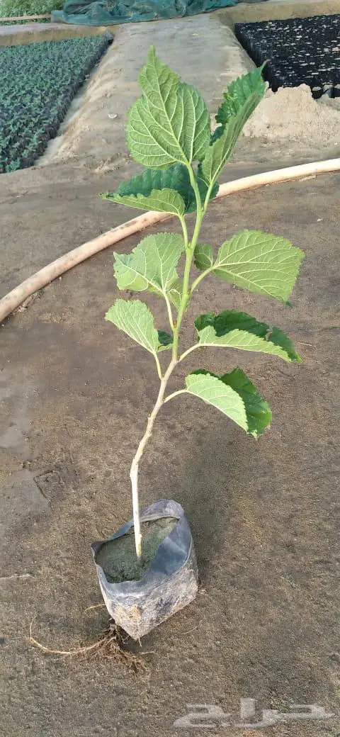شتلات وأشجار بأسعار الجملة كميات مفتوحة 7