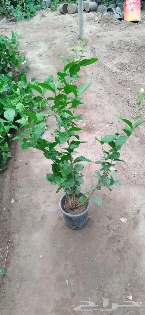 شتلات وأشجار بأسعار الجملة كميات مفتوحة 10