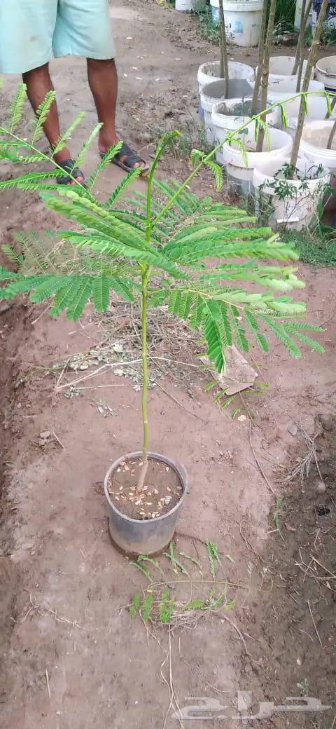 شتلات وأشجار بأسعار الجملة كميات مفتوحة 11