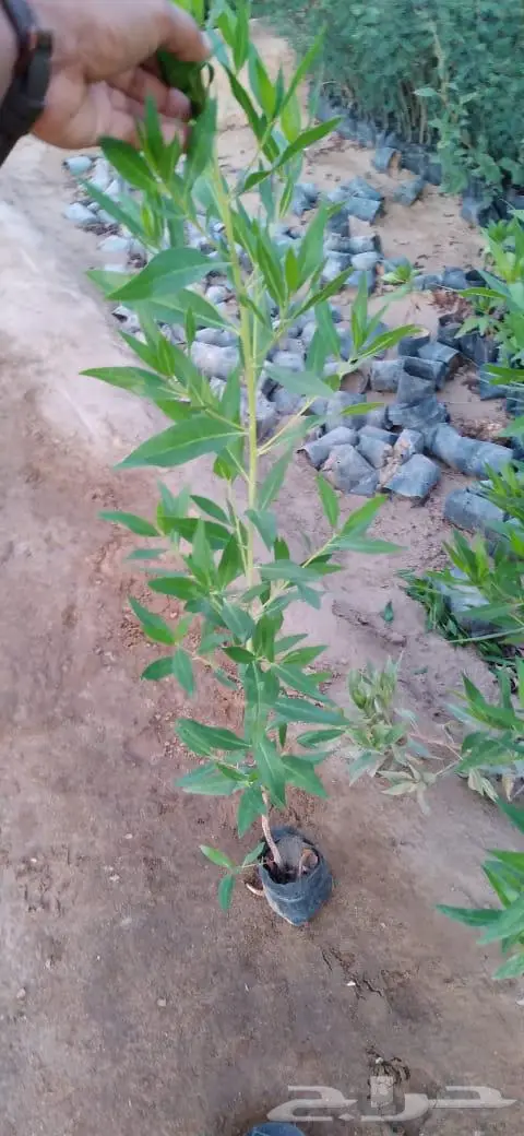 شتلات وأشجار بأسعار الجملة كميات مفتوحة 8