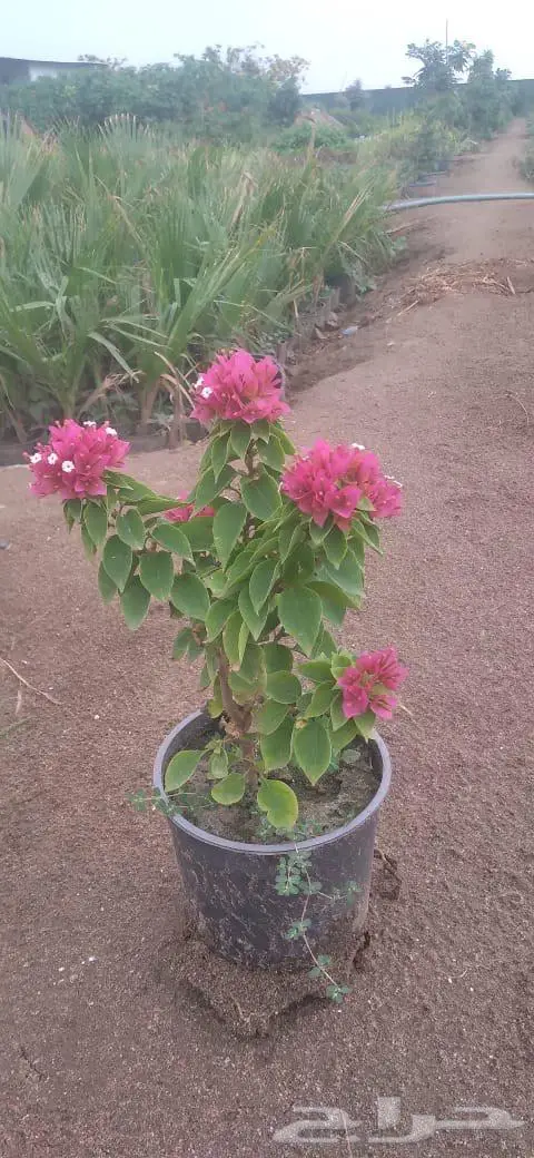 شتلات وأشجار بأسعار الجملة كميات مفتوحة 14