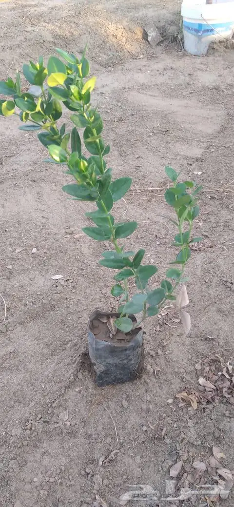 شتلات وأشجار بأسعار الجملة كميات مفتوحة 9