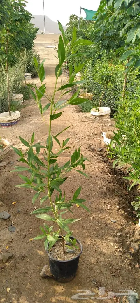 شتلات وأشجار بأسعار الجملة كميات مفتوحة 12
