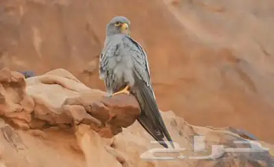 بكه جليميه 0