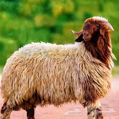 ذبائح 0