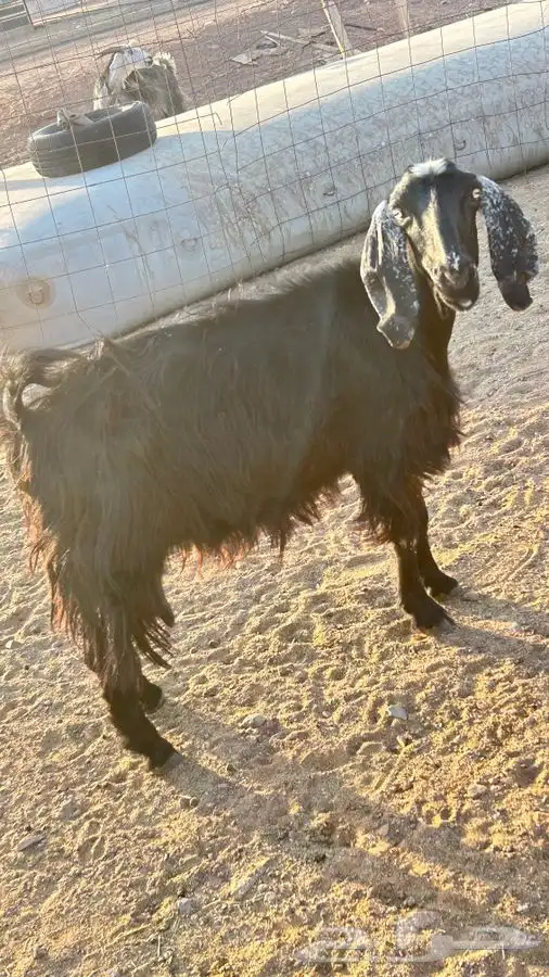 عنز حليب وتوها مقروعه 3