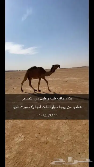 بكره رمانيه 0