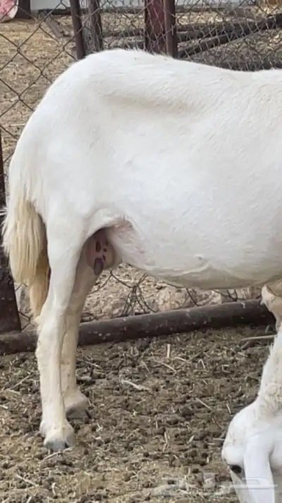 شاه دافع صنف 0