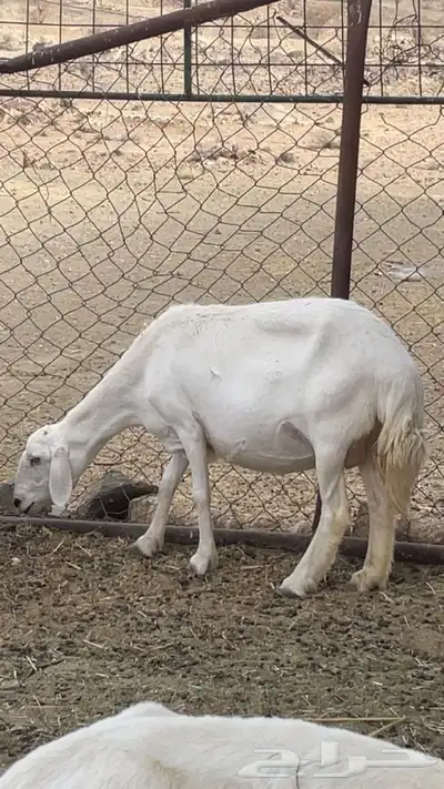 شاه دافع صنف 1
