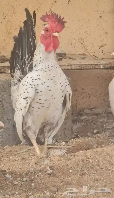 دجاج سبرايت 1