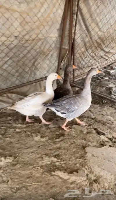 وز.لبيع 0