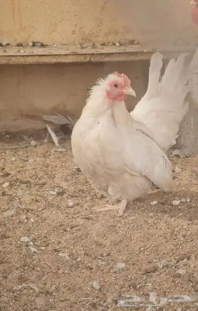 دجاج سبرايت 3