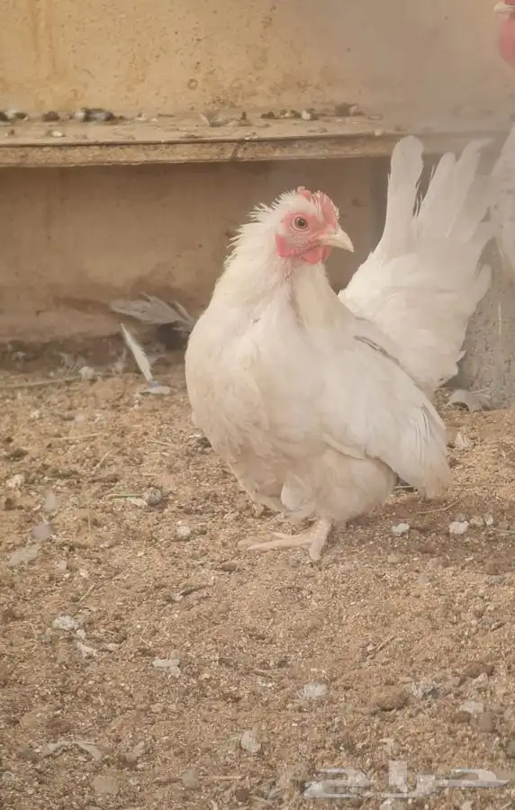 دجاج سبرايت 3
