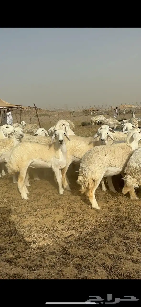 رخال جذعات 9