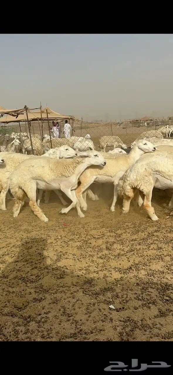 رخال جذعات 8