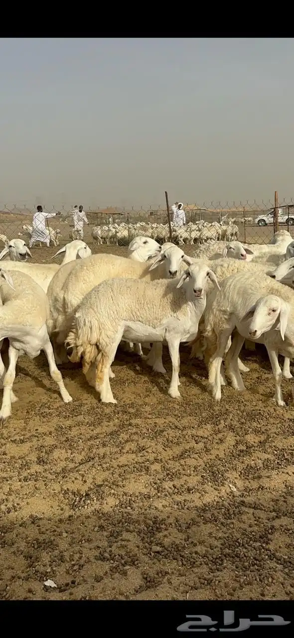 رخال جذعات 1