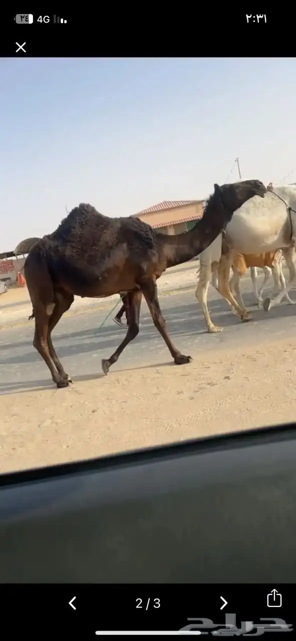 لقحه مجهم index