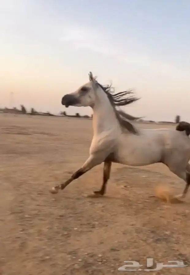 مهر وهو بوراق   الون   ازرق   العمر 3 سنوات 3