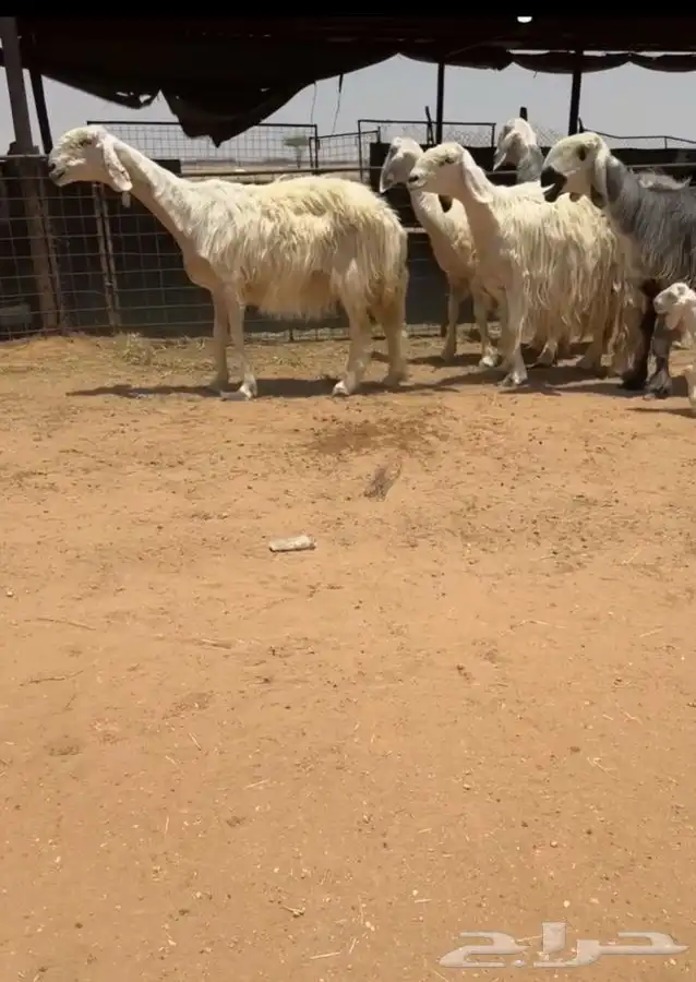 عيسيات نجد 0