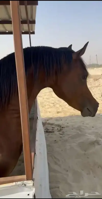 فحل واهو للتشبيه لوجه الله 2