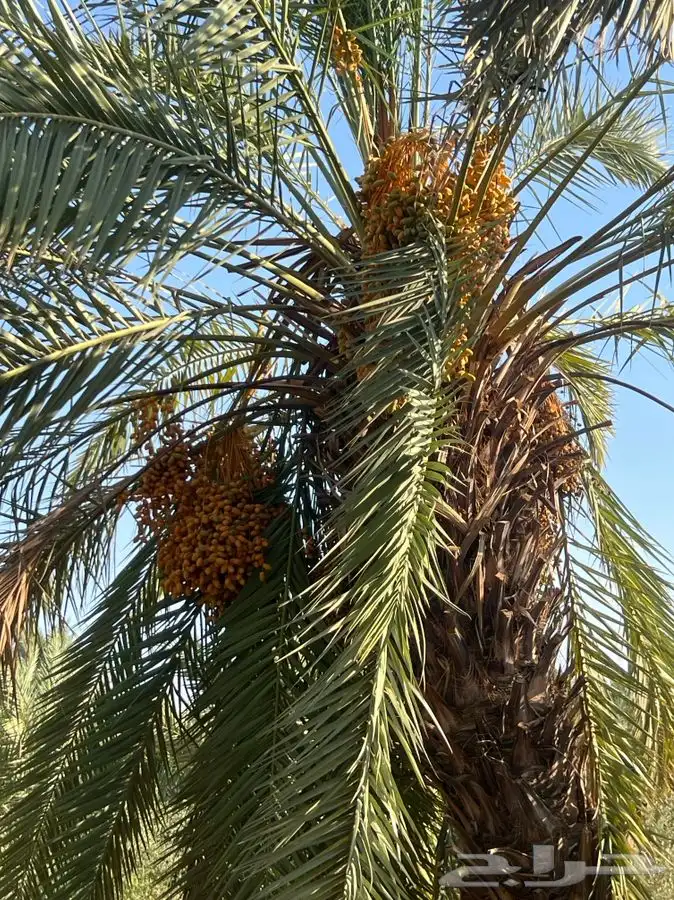 تمر للبيع برني وحلوه وسكري صقعي احمر 4