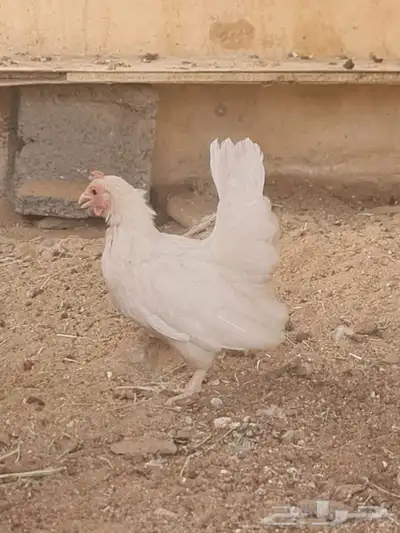 دجاج سبرايت 2