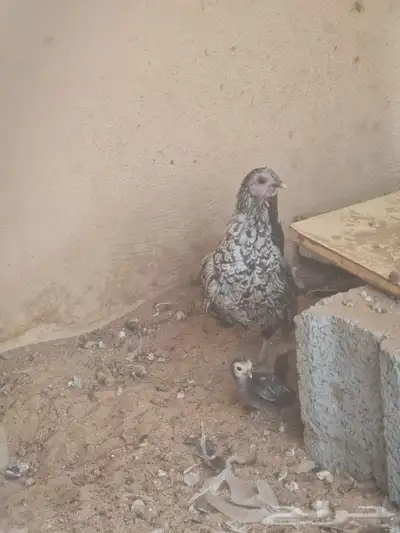 دجاج سبرايت 5