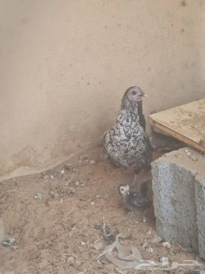 دجاج سبرايت 5