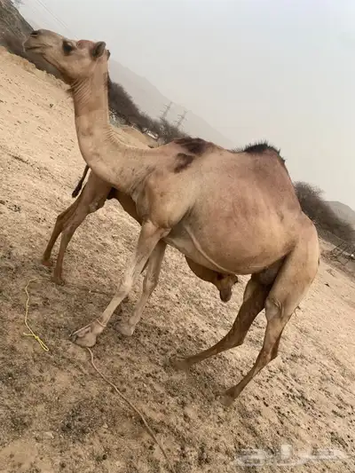 ناقة ساحلية لقحه والثانية عليها قعود 2