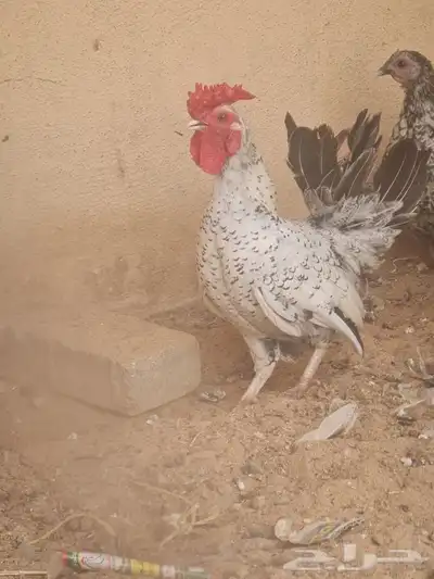 دجاج سبرايت 0