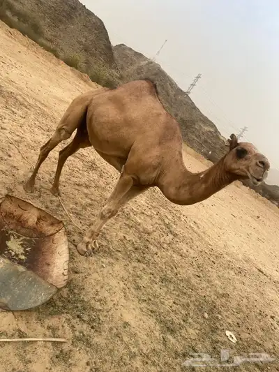 ناقة ساحلية لقحه والثانية عليها قعود 1