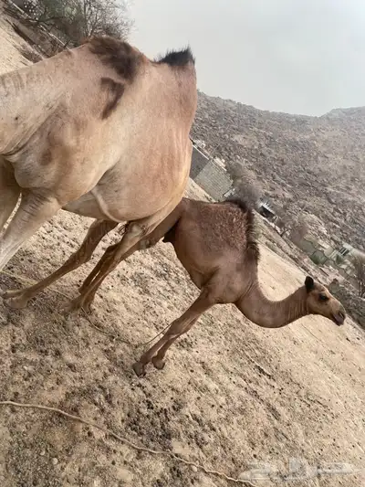 ناقة ساحلية لقحه والثانية عليها قعود 0