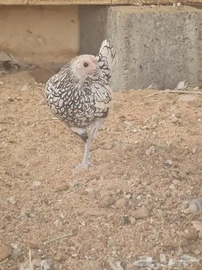 دجاج سبرايت 4