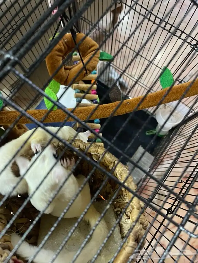 للبيع سنجاب طائر (Sugar Glider) 3