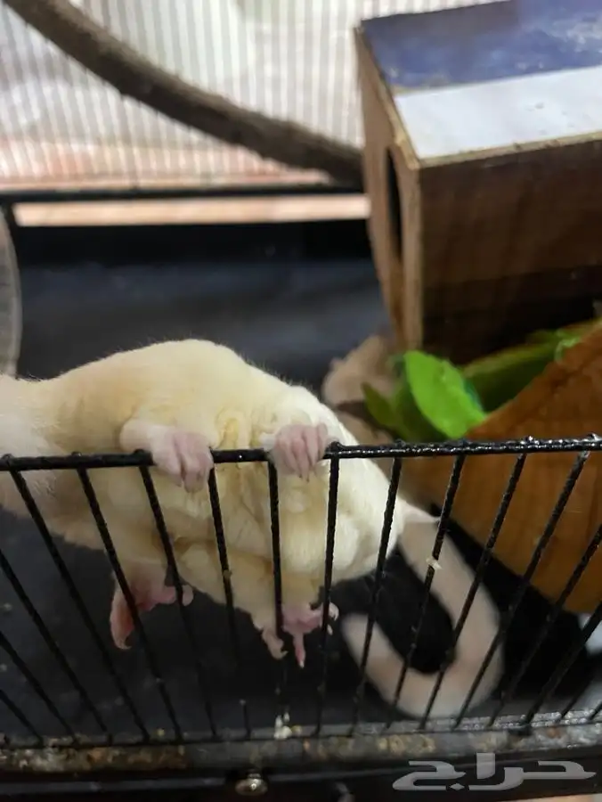 للبيع سنجاب طائر (Sugar Glider) 8