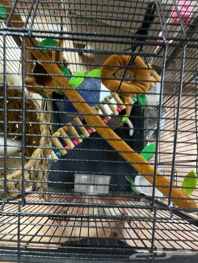 للبيع سنجاب طائر (Sugar Glider) 4