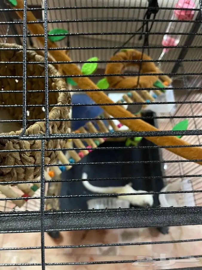 للبيع سنجاب طائر (Sugar Glider) 6