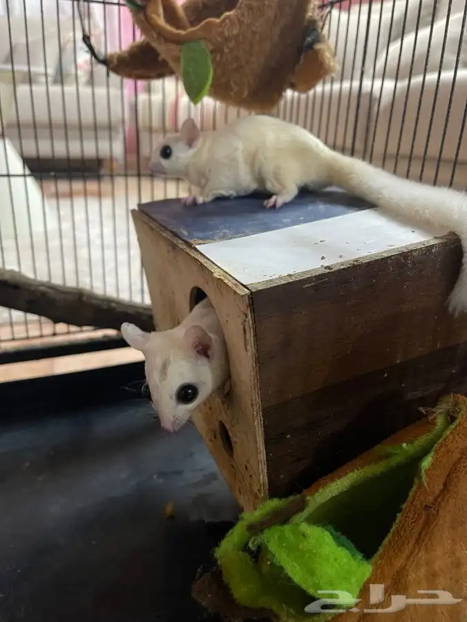للبيع سنجاب طائر (Sugar Glider) 7