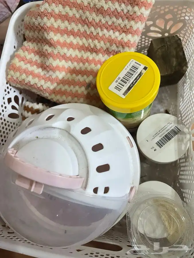 للبيع سنجاب طائر (Sugar Glider) 1