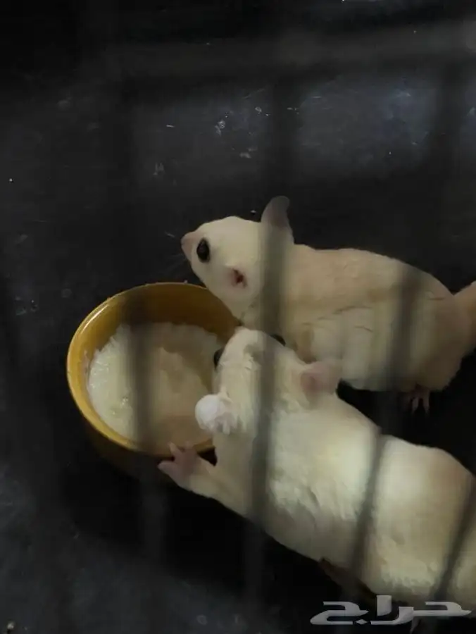 للبيع سنجاب طائر (Sugar Glider) 0